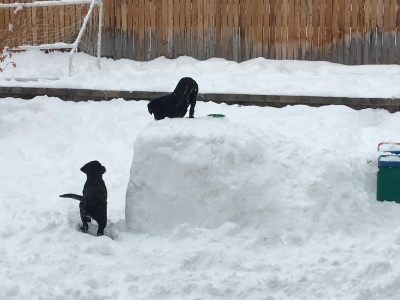 This is an image of two puppies named Beulah and Bowser.